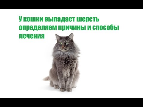 У кошки выпадает шерсть определяем причины и способы лечения