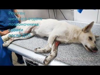 Узнали что их собака в беде и махнули рукой  Help the dog to survive