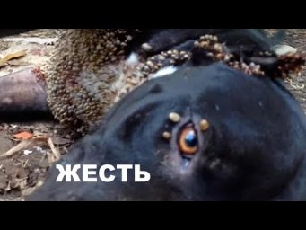 ШОК!СПАСАТЕЛИ ТАКОГО НИКОГДА НЕ ВИДЕЛИ