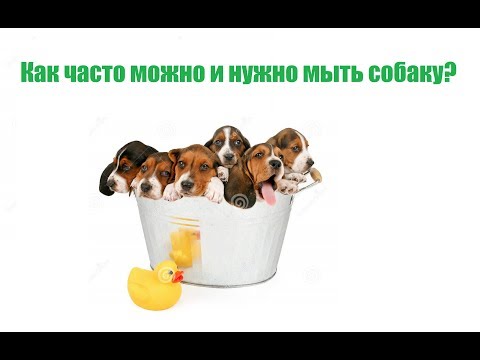 Как часто можно и нужно мыть собаку. Советы ветеринара