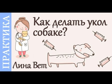Как делать укол собаке? Советы ветеринара Как делать укол собаке? Советы ветеринара