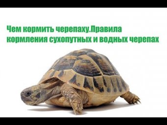 Чем кормить черепаху. Правила кормления сухопутных и водных черепах