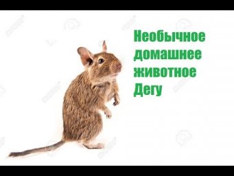 Необычное домашнее животное Дегу