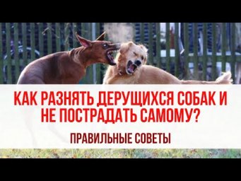 Как разнимать дерущихся собак и при этом не пострадать? Правильные советы