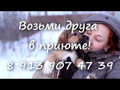 Щенки из приюта в добрые руки