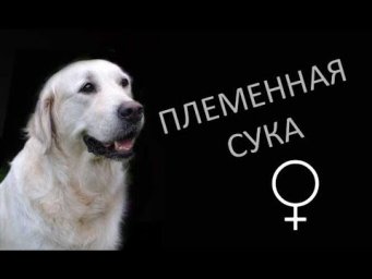 Племенная сука - это ...