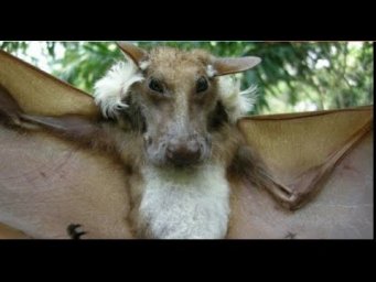 ЛЕТУЧАЯ СОБАКА.ФОТОШОП ИЛИ НЕТ?