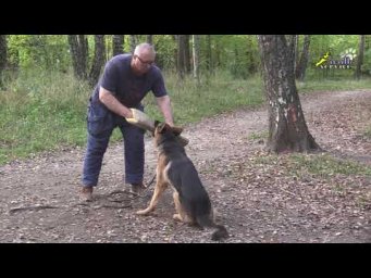 Защитный фитнес для хозяина и собаки