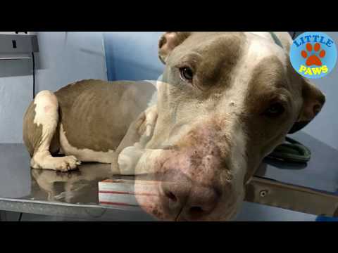 Dog Kept On Such A Short Chain She Could Never Rest Her Head Is Finally Rescued Dog Kept On Such A Short Chain She Could Never Rest Her Head Is Finally Rescued
