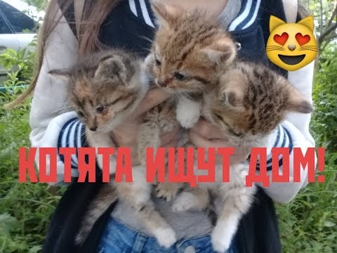 ПЕТРОПАВЛОВСК , КАЗАХСТАН!КОТЯТА ИШУТ ДОМ!СРОЧНО!СОС!