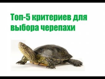 Топ 5 Критериев Для Выбора Черепахи & Как выбрать Черепаху.Ветклиника Био-Вет