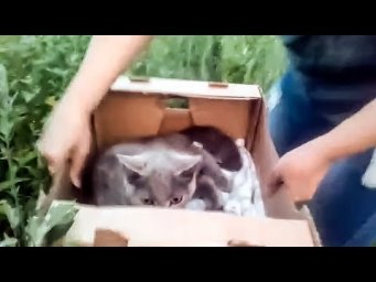 Алиса живи Спасение брошенной кошки с переломами kicked the cat and broke the bones