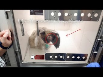 Кот Пират получил прозвище Терминатор Спасение животных в Новосибирске
