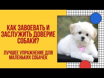 Как завоевать и заслужить доверие маленькой собачки?