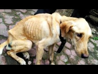ХОЗЯИН ПОСАДИЛ ЕЕ В СЛИВНУЮ ЯМУ И ЕЙ ПРИШЛОСЬ ЕСТЬ ПЛАСТМАССУ ОТ ГОЛОДА