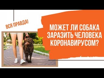 Коронавирус и собаки. Могут ли питомцы заразить своих владельцев и заболеть сами? ВСЯ ПРАВДА.