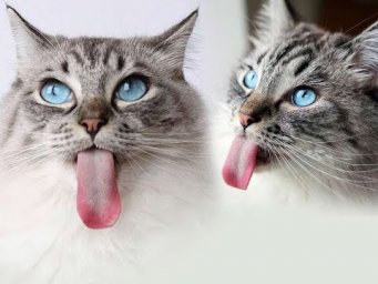 Почему кошки показывают язык, зачем кот высовывает кончик языка?