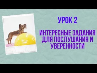 Урок 2 Дрессировка маленькой собаки. Интереные задания для послушания и уверенности