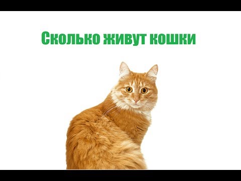 Сколько Живут Кошки & Как Продлить Жизнь Кошки. Ветклиника Био-Вет