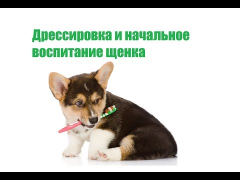 Дрессировка И Начальное Воспитание Щенка & Как Дрессировать Щенка. Ветклиника Био-Вет
