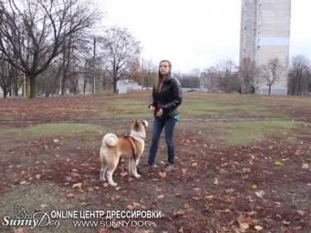 Простой секрет обучения команды &laquo;Ко мне&raquo; для вашей собаки !