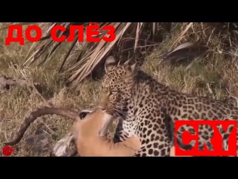 ВИДЕО ОТ КОТОРОГО ТЫ ЗАПЛАЧЕШЬ #СПАСЕНИЕЖИВОТНЫХ