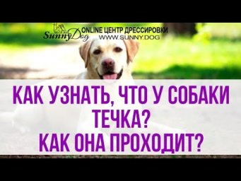 Как узнать, что у собаки течка? Течка у собак - её особенность и этапы протекания