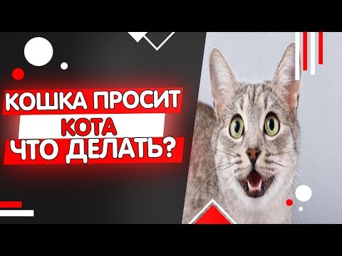 Почему кошка просит кота, постоянно мяукает кричит и гуляет?