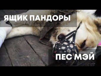 Ящик Пандоры. Пес Мэй.