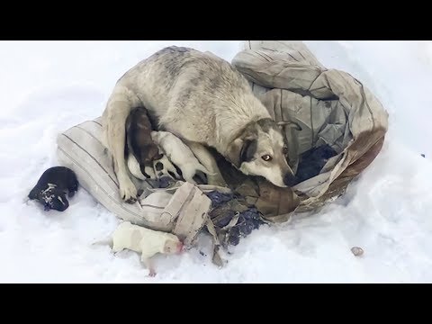 Собака родила десять щенят на снегу Они в опасности Пытаемся помочь saving puppies