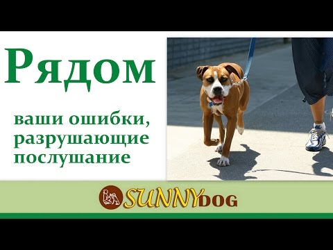 Рядом. Ошибки разрушающие послушание и дрессировку вашей собаки