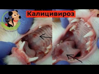 Калицивироз кошек / Язвы на языке у кошки