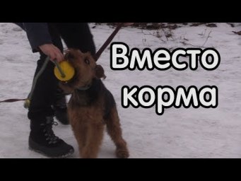 Тест игрушек, техника работы с ухватками на команде рядом, уход от поощрения кормом