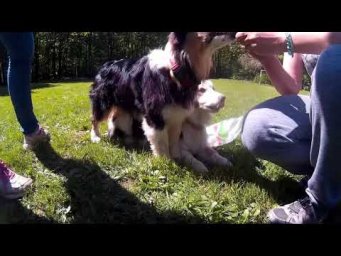 Kareva dog