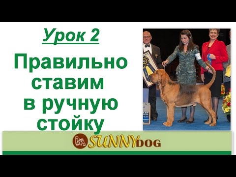 Урок 2 Хендлинг ринговая дрессировка правильно ставим в ручную стойку