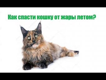 Как спасти кошку от жары летом. Советы ветеринара