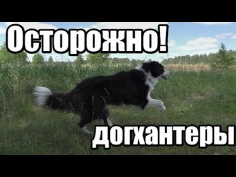 КАК ДОГХАНТЕРЫ ТРАВЯТ НАШИХ СОБАК