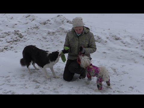 Как игра помогает в дрессировке собаки. Повышение игровой мотивации. Часть 1.