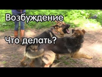 Возбуждение на собак, отказ выполнять команды, что делать