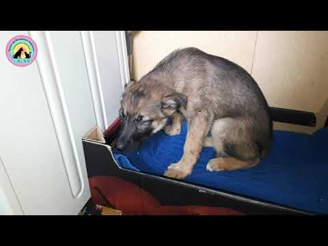 Реакция бездомных животных Пять историй пристройства Приют Дари добро Новосибирск