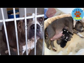 The Story of Pregnant Dog, Rescued From a Kill Shelter at The Last Minute.