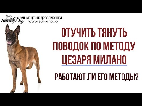 Отучить тянуть поводок по видео Цезаря Миллано. Работают ли его методы? Отзыв о Цезаре Миллано Отучить тянуть поводок по видео Цезаря Миллано. Работают ли его методы? Отзыв о Цезаре Миллано