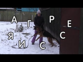 Агрессия к соседской собаке, немецкая овчарка, коррекция поведения