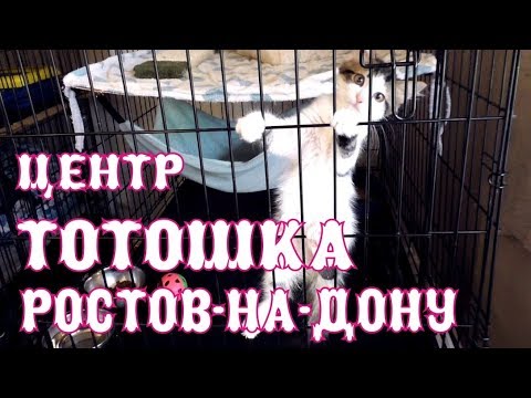 ЦЕНТР ТОТОШКА В РОСТЕ НА ДОНУ - АЛИСА ТВИНС