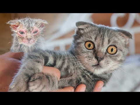 Фильм который должен посмотреть каждый чтобы понять кое что важное  animal shelter rescues kitten