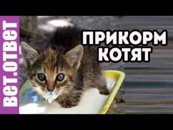 Прикорм котят, когда начинать? У собаки текут глаза.