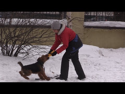 Вельш терьер, три игры с кольцом тарелкой