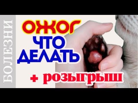Что нельзя делать при ожоге у собаки или кошки. Лечение ожога. Что нельзя делать при ожоге у собаки или кошки. Лечение ожога.