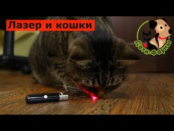 Можно ли играть с кошкой лазерной указкой?