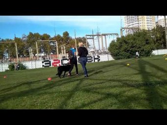 Соревнования по ОКД для начинающих! Кинологическая осень в Краснодаре.
